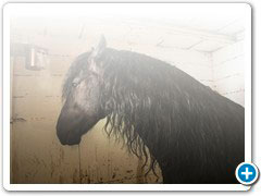 horses